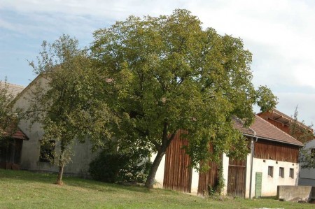 Nußbaum in Wielandsberg