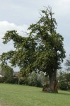 Toskana-Feeling beim Naturdenkmal Maronibaum