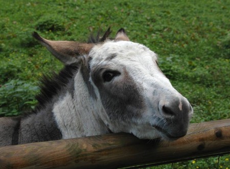 Dieser Esel mochte mich und folgte mir den Zaun entlang