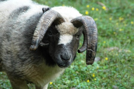 Auch dieses Schaf kam neugierig zum Zaun