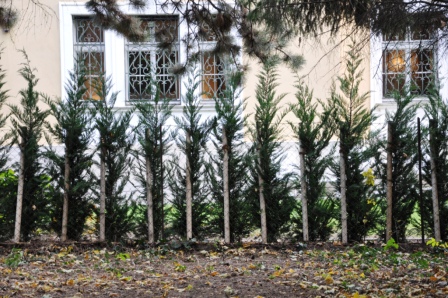 Die Nachbarn pflanzen Scheinzypressen an die Grenze zum Botanischen Garten