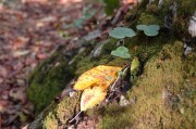 Am Waldboden gab´s üppig grüne Blätter