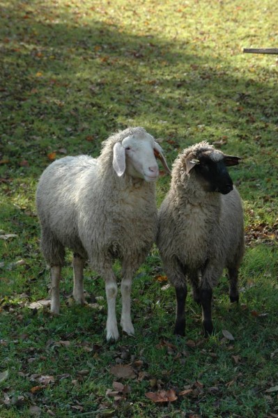 Die Schafe etwas abseits des Weges machten sich durch lautes Blöken bemerkbar, das sie sofort einstellten als wir vor ihnen standen