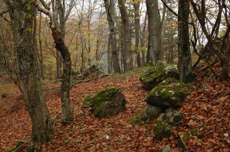 Bemoste Steine im Wald und viel viel Buchenlaub