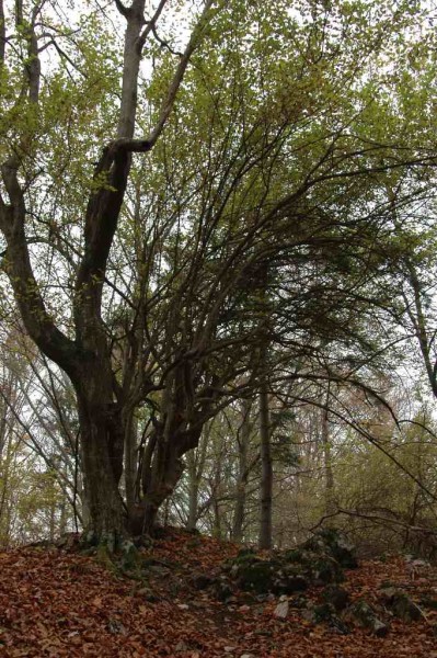 Mitten im Wald gab´s eine ganze Reihe uralter Dirndlstauden (vielleicht älter als der Wald)