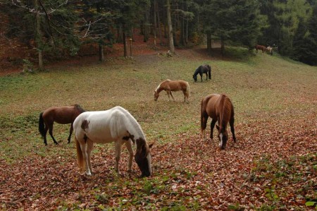 Laubnaschen - ganz vertiefte Pferde