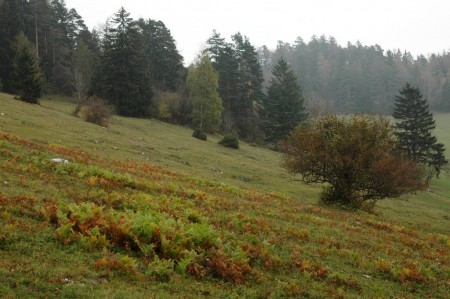 Farne und Waldrand oberhalb des Thalhofs