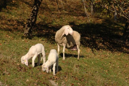 Schafe in Schrattenbach