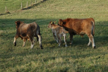 Kühe am Rückweg zwischen Schrattenbach und Greith