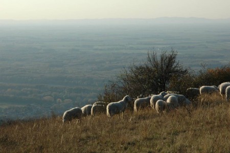 Okt 08: Hundsheimer Berg