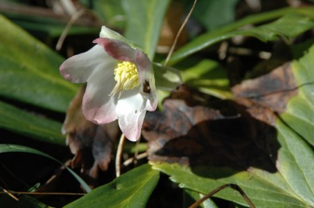 Eine erste blühende Schneerose