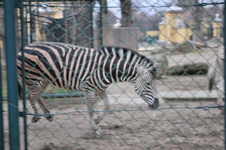 Die Zebras tollten, frisch aus dem Stall, im Freien herum