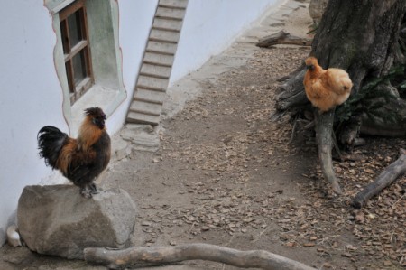 Der Tiergartenbesuch begann bei den Hühnern (Veronikas Lieblingstieren)