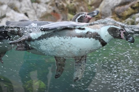 Unterwasseraufnahme bei den Pinguinen
