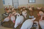 Flamingos im Winterquartier