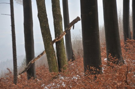 Das Rotbraun der Buchensämlinge gefiel mir an vielen Wegstellen besonders gut