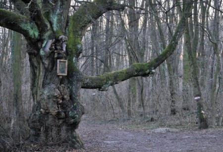 Eine uralte Linde im Wald bei Leobendorf
