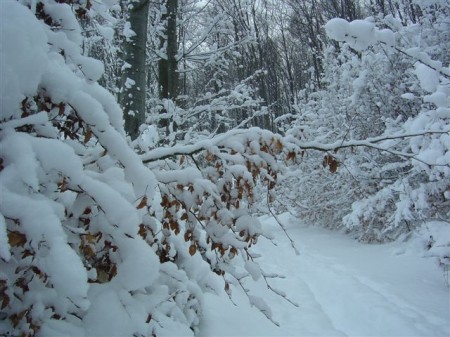 4_waldweg-n-siegenfeld