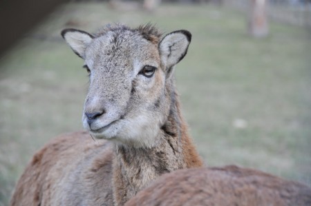 Im Tiergehege beim Lainzer Tor