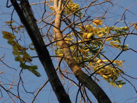 Schwarznuß - letzte Blätter und Früchte am Baum