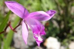 bb-ingwer-orchidee-web