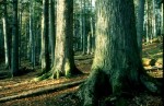 bb-lahnsattler-urwald-baumriesen-web