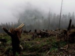 Windbruch - Chaos im Bergwald