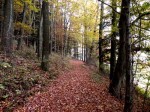 Waldweg am Hipplerkogel