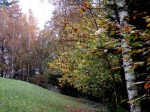 Waldwiese am Hipplerkogel