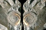 Ammonit aus der Jurazeit