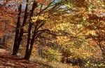 Herbstwald am Schöpfl