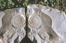 bb-ammonit-steingarten-web