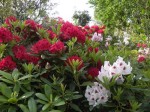 tag-10-ab-rhododendron-trauttmansdorff-web-dscn0026