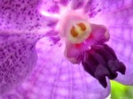 ab-astronaut-in-orchideenblute-web-r0011
