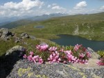 ab-seifenkraut-beim-anderlesee-web-dscn0265