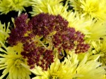 bb-sedum-in-chrysanthemen-web-p6308