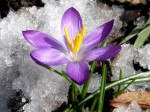 bb-a-krokus-und-letzter-schnee-web-p6499