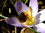 bb-krokus-bienensturzflug-web-p6523