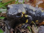 bb-salamanderportrait-web-img_1699