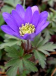 bb-anemone-blanda-web-p4016674