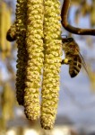 bb-pollensammlerin-arbeitsbiene-web