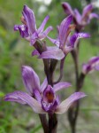 bbb-violetter-dingel-web-p1866