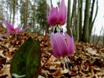 Hundszahnlilien bei Silberberg