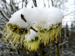 Zum Palmsonntag als Aprilscherz ein "Palmkäfer"