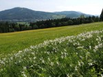 Blick über das "Ebenfeld" gegen Bürgeralpe und Mariazell