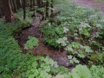 Waalartiger Wasserlauf schräg zum Hang unterhalb der Forststraße weiterführend