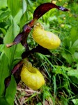 Frauenschuh Doppelblüte