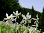 Narzissen am "Ebenfeld"