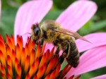 BB Biene auf Rotem Sonnenhut WEB RSCN1698