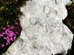 "Kuhtritte" auf den Karrenflächen am "Schneeloch" (Querschnitte von Megalodonten, dem Leitfossil des Dachsteinkalks).